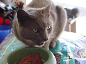 grey cat eating canned pet food out of a plastic bowl