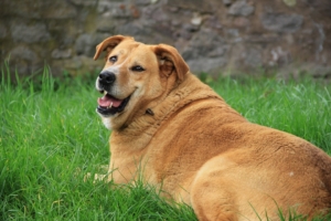 overweight light brown dog lying in grass looking back