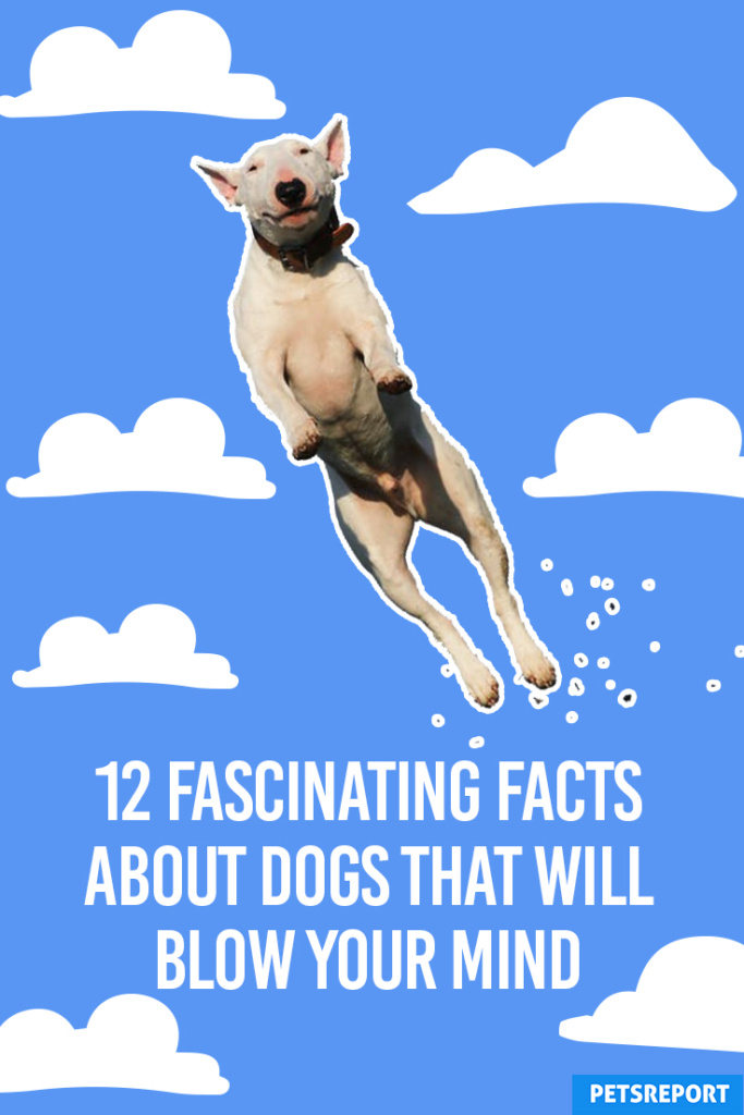 12 Fascinating Facts About Dogs That Will Blow Your Mind