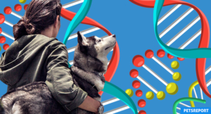 4 Reasons You Should Consider Dog DNA Testing