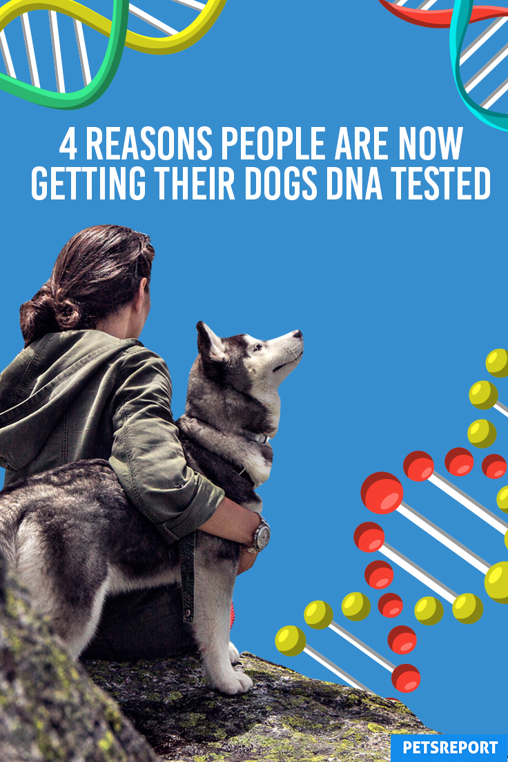4 Reasons People Are Now Getting their Dogs DNA Tested