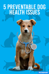 5 Preventable Dog Health Issues