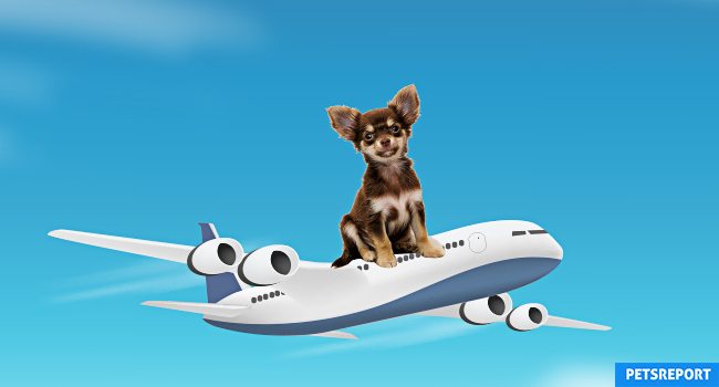 8 Tips for Flying With Your Dog for the First Time