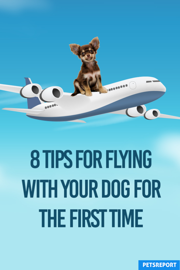 8 Tips for Flying With Your Dog