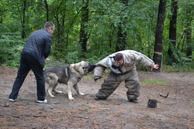 a dog's behavior is learned through training or observation
