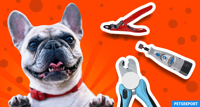 Best Nail Clippers for Dogs Choosing the Right Clippers for Your Pet