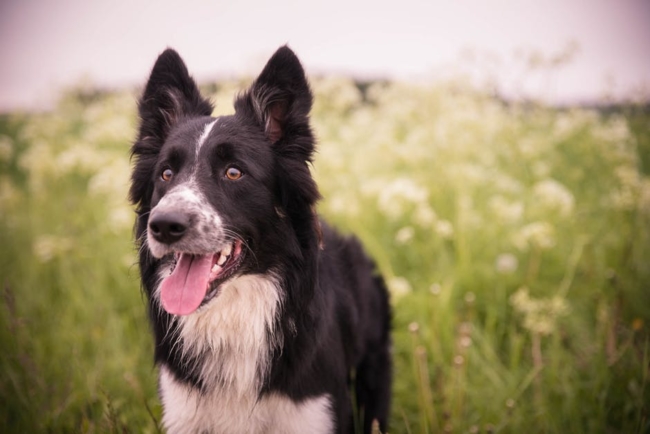 vegetarian diet for dogs can help your pet thrive