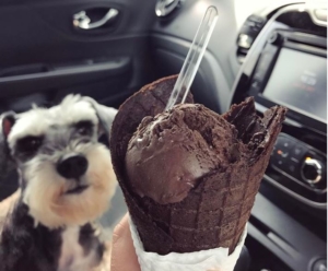 Foods that dogs can't eat - chocolate ice cream