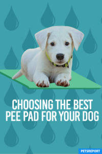 Choosing The Best Pee Pad for Your Dog