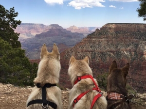 Dog Friendly Grand Canyon