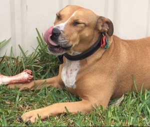 Stafford Cross dog lying on grass next to a white fence enjoying a bone