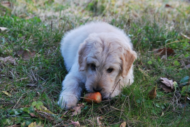Vegetarian diet for dogs is not unnatural