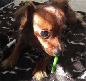 Chihuahua mix dog lying on a black and white blanket eating green beans