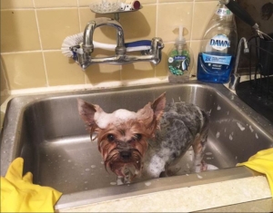 Yorkie getting a bath to get rid of fleas