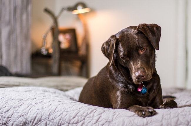 Chocolate Labrador dog lying on a hotel bed