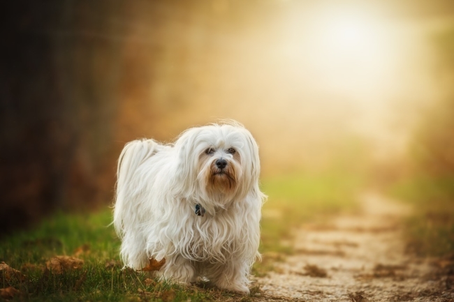 Image of a white Havanese dog on standing on a path