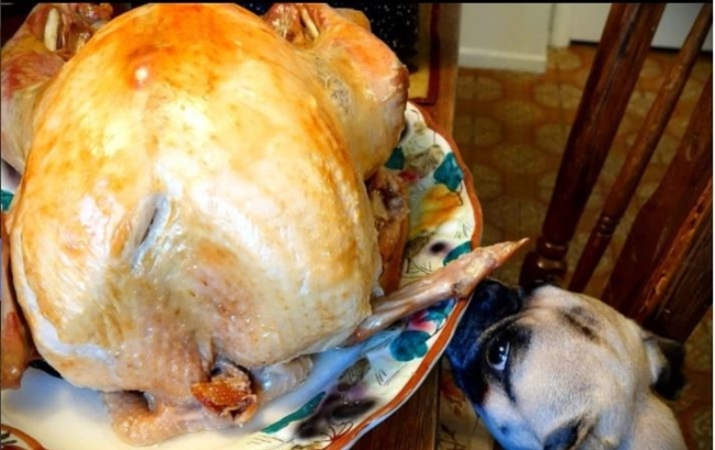 Sharing Thanksgiving dinner with dogs is sometimes inevitable