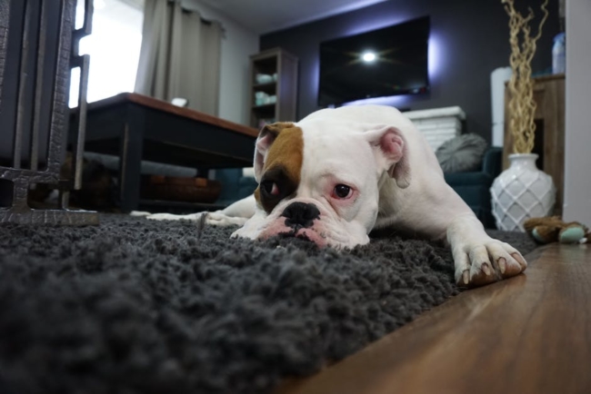 your dog's behavior can reveal your attitude towards setting the rules