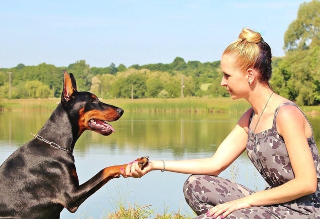 your dog's behavior can tell about your personality and habits