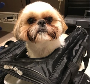 Flying with your dog in a carrier