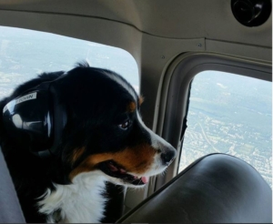 Flying with your dog on a plane