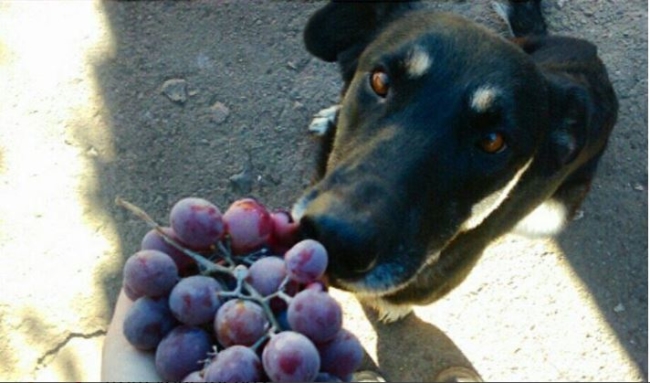 Grapes and raisins are foods that dogs can't eat