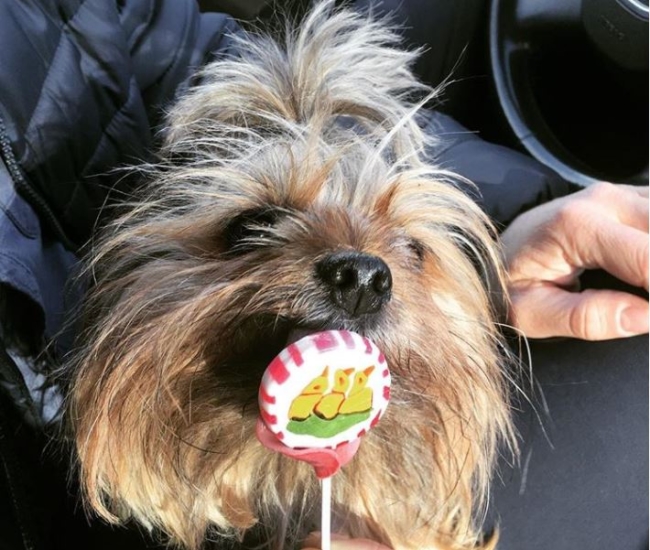 Foods that dogs can't eat - candy