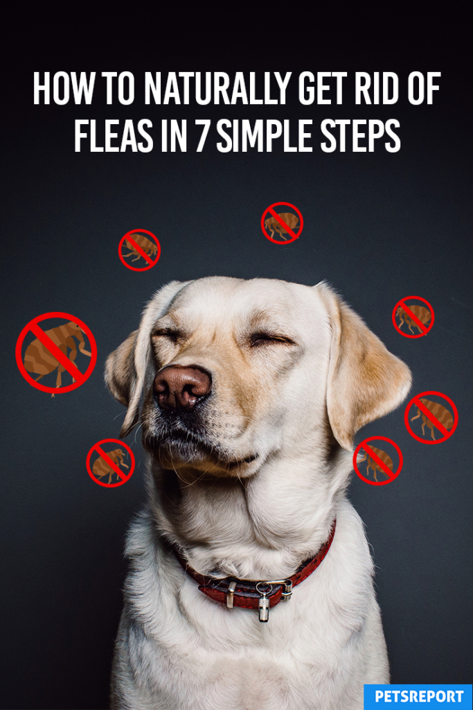 How to Naturally Get Rid of Fleas in 7 Simple Steps Pets