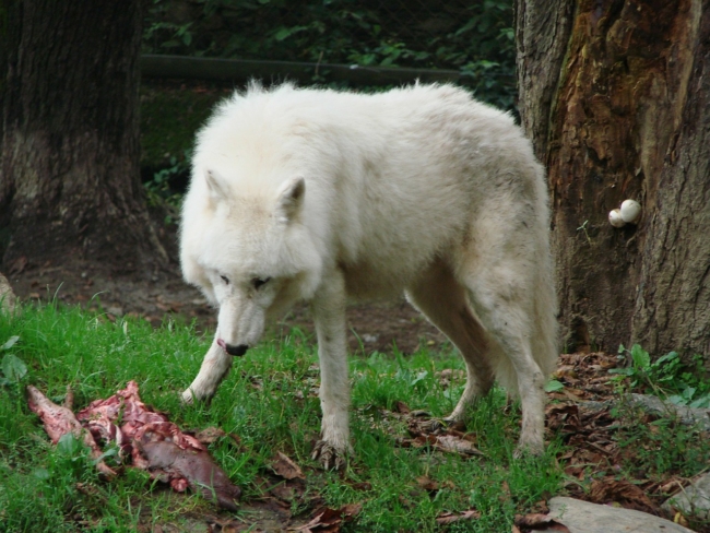 Pet paleo diet based on wolf diet