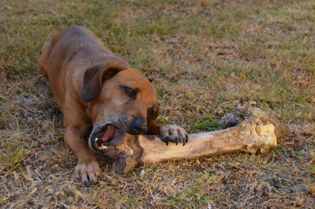 Pet paleo diet for dogs includes raw bones