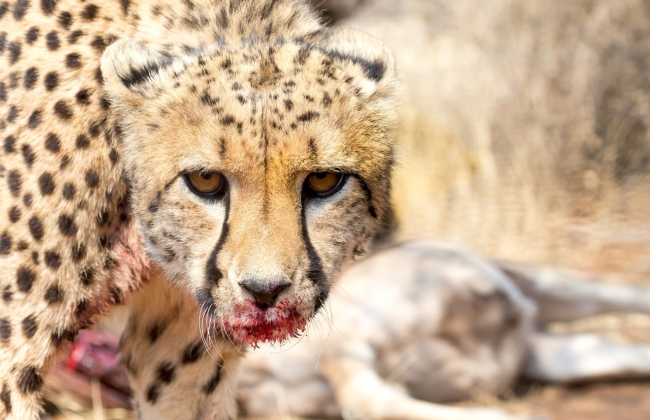 Pet paleo diet based on cheetah diet