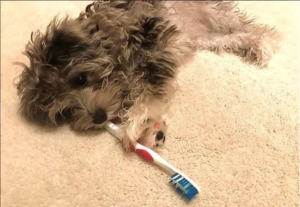 Brushing teeth helps with preventable dog health issues