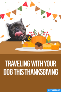 Traveling With Your Dog this Thanksgiving