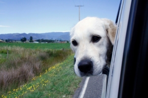 White Labrador Retriever dog traveling by car sticking his head out the window