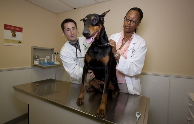 vets can prescribe a vegetarian diet for dogs