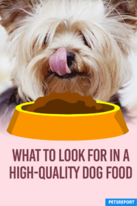 What to Look for in a High-Quality Dog Food