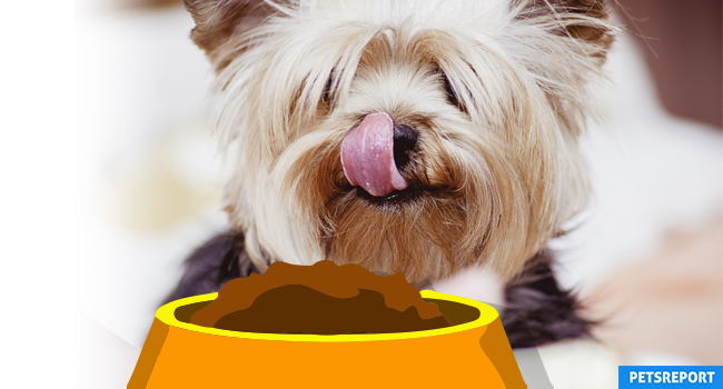 What to Look for in a High-Quality Dog Food