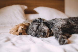 hotel stays with your dog at pet-friendly hotel