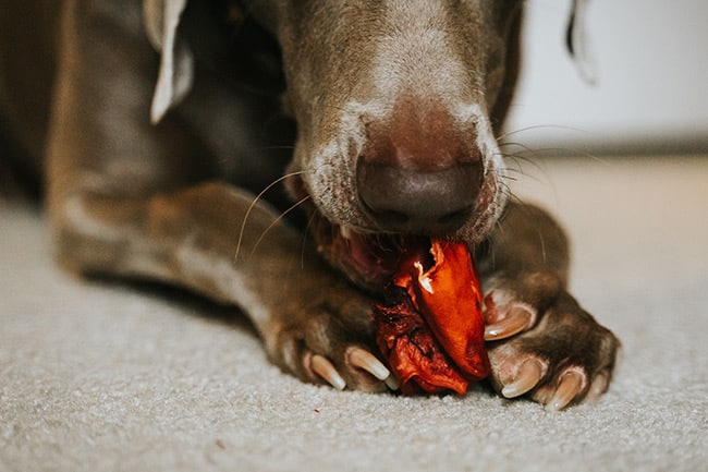 Choosing the right nail clipper for your dog will help make this grooming less stressful for both of you. - PetsReport