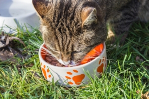 cat eating canned pet food out of a bowl outside