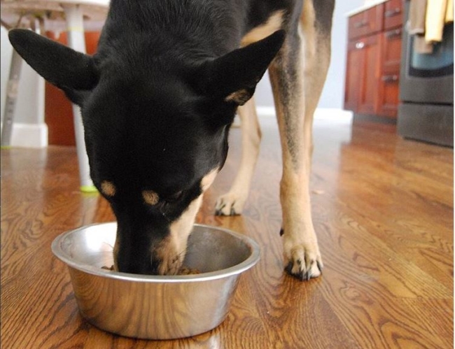 dog eating high-quality dog food out of a bowl