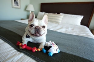 dog friendly hotels