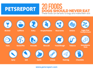 petsreport-toxic-food-dogs