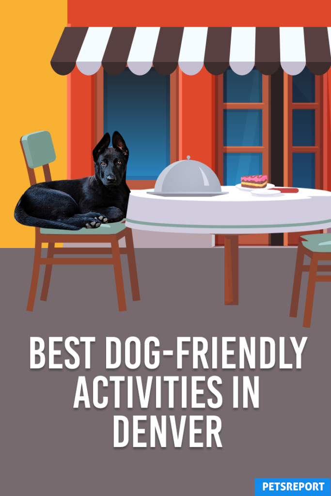 Best Dog-Friendly Activities in Denver