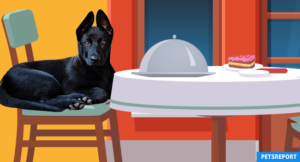 Best Dog-Friendly Activities in Denver