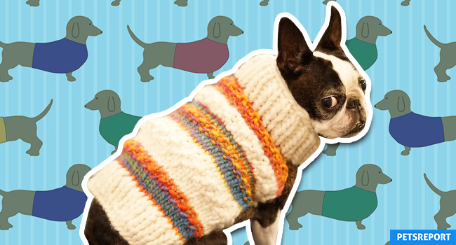 Dog Sweater - Necessity or Fashion Statement?