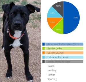 Dog DNA testing heritage