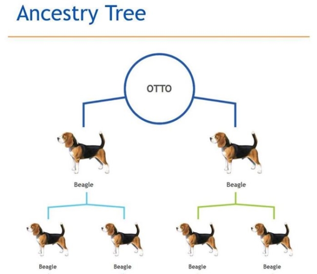 dog DNA testing ancestry tree