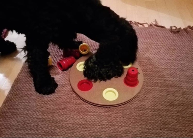 Make your dog a genius with the cup game