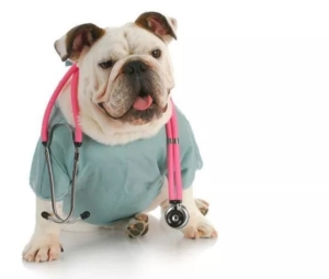 facts about dogs - detect medical conditions